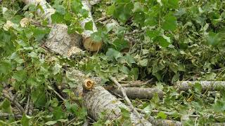 Heap of tree branches after cutting with green leaves [upl. by Stannwood879]