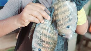 Green chromide fish 🐟 super fast n special clin cutting video [upl. by Nnayllehs]