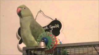 Indian Ringneck Parrot 1 yr talking [upl. by Htebharas]