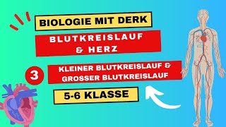 Blutkreislauf amp Herz  3  Kleiner und Großer Blutkreislauf  5 amp 6 Klasse [upl. by Garlanda]