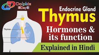 Thymus Gland  Structure function and its hormone  Explained in hindi [upl. by Waugh]