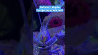 Lobster trying to escape aquarium tank 😂😂😂 [upl. by Adnohsed]