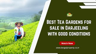 Best Tea Gardens for sale in Darjeeling with good conditions [upl. by Nasia970]