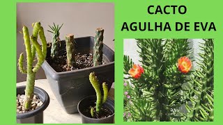 CACTO AGULHA DE EVA [upl. by Ahsitan]