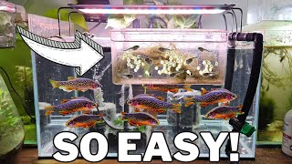 Breed 1000s of Celestial Pearl Danios with this DIY Egg Trap [upl. by Mcgrath]