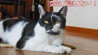 【保護猫】子猫ちゃんは空気が読めなく先住猫を激怒させてしまいました【じいじさんとばあばさんと猫たち】 [upl. by Rapsag]