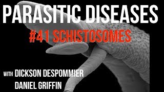 Parasitic Diseases Lectures 41 Schistosomes [upl. by Larrad]