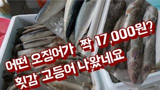 아침부터 쎄일 쎄일이네요 오징어 매니아가 찾는 오징어 저렴 대구 많이 나왔어요 상인들의 한숨소리 [upl. by Mayrim]