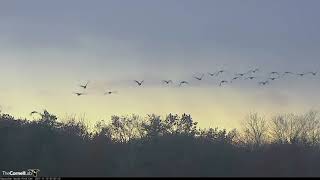 Canada Geese Take Off From Pond On Snowy Morning – Nov 10 2017 [upl. by Enyalb363]