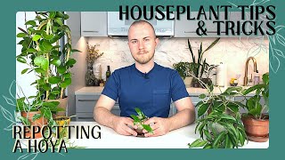 How To Repot A Hoya  Houseplant Tips amp Tricks Ep 3 [upl. by Zeb408]