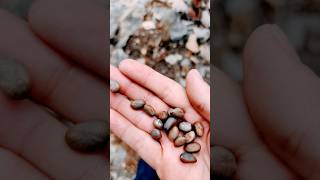 Picking Pinon Nuts albuquerque sandiamountains farming farmin [upl. by Marlene]