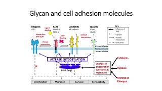 Altered Glycosylation and its impact on cell adhesion properties Code 383 [upl. by Atcliffe]