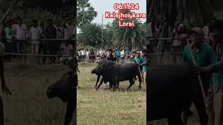 Kalajhor kara Lorai🐂🐂shortclip shortvideo 2024 [upl. by Bick]