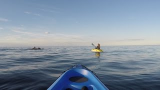 kayak dolphin Portknockie Bowfiddle Rock GoPro 4k [upl. by Anidan]