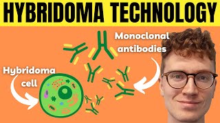 3 Steps of Hybridoma Technology Monoclonal Antibody Production [upl. by Einehpets850]