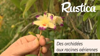 Des orchidées aux racines aériennes [upl. by Naj56]