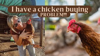 I have a chicken buying problem short chickens chickencoop homestead [upl. by Noruq]