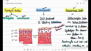 STAPHYLOCOCCAL TOXINS  HEMOLYSIN  MICROBIOLOGY [upl. by Uria234]