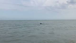 Spring Break 2024  Sanibel Island  Dolphin Sighting [upl. by Awjan205]