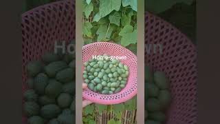 Cucamelon plant homegrown  Hanh Nguyen [upl. by Anelys]