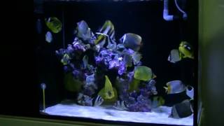 Butterflyfish tank 201610 [upl. by Davidde91]