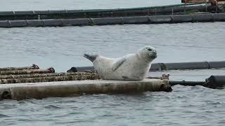 Gewone zeehond  Common Seal [upl. by Eiznik]