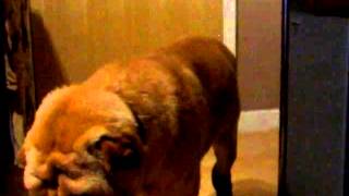 DOG FEVER Shar Pei Fever Hereditary Inflammatory Disorder  FSF [upl. by Ainniz451]