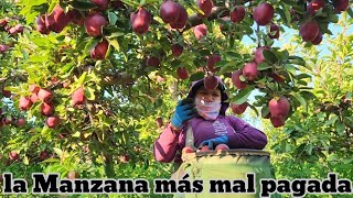 La Manzana Que Nos Pagan Más Barata De todas Es Difícil llenar Muchas Cajas [upl. by Elish]