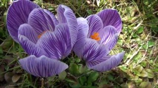 Flores crocus en Jaca [upl. by Cinelli]