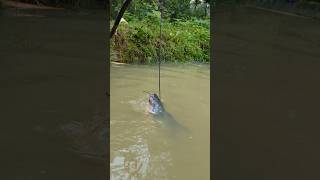 Unbelievable Stump Hook Challenge Fishing Videofishfishvideoshorts [upl. by Gayn]