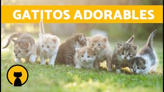 Vídeos de GATOS GRACIOSOS y ADORABLES 🐱 ¡Gatitos Maullando Jugando Llorando y Peleando [upl. by Darla407]