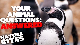 Your Animal Questions ANSWERED  Nature Bites [upl. by Mann654]