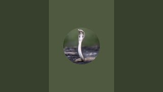 Snake catcher is live [upl. by Eineeuq862]