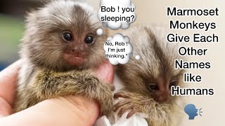 Marmoset Monkeys Do They Really Call Each Other by Namemarmosetmonkey animals [upl. by Doerrer672]