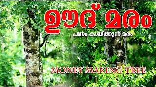 ഊദ് മരം നടൂ ഭാവിജീവിതം സമ്പൂര്ണ്ണമാക്കൂOdu Trees Agarwood Trees in keralaMALAYALAMPOPPY VLOGS [upl. by Pilif]