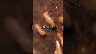 Ants vs Termites The Ultimate Showdown ants termite [upl. by Erida]