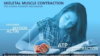 Muscle contraction  Sliding filament model [upl. by Cassi796]