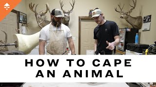 How To Cape An Animal [upl. by Let]