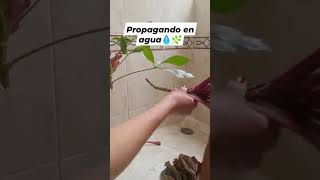 Aglaonema cordeline y cheflera propagando en agua 💧🌿 majobarrera19 locosporlasplantas [upl. by Macmullin621]