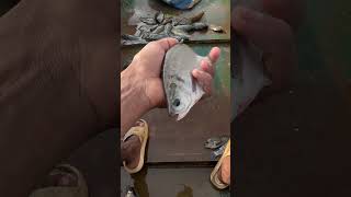 Paplet fish video fishing video aanezing fishing 🎣 videos song fishing [upl. by Manley]