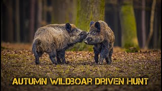 Deadly autumn wild boar driven hunt  Shooting hogs in Bulgaria  wild boar hunting in Bulgaria [upl. by Fidela]