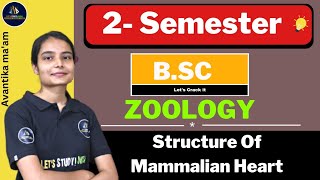 Structure Of Mammalian Heart  BSc Zoology 2nd Semester  Avantika Maam [upl. by Hajar446]