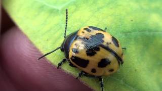 Swamp Milkweed Leaf Beetle Chrysomelidae Labidomera clivicollis Closeup [upl. by Adgam]