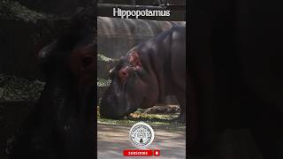 Hippos enjoy a delightful meal hippopotamus shorts wildlife [upl. by Guidotti]