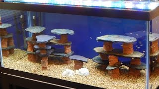 DIYHow to make a rockslatestructure for a fish tankaquarium [upl. by Kristel]