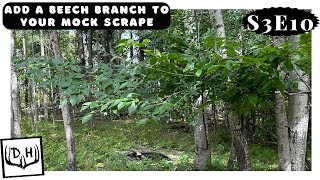 Add a Beech Branch to Your Mock Scrape [upl. by Mella727]