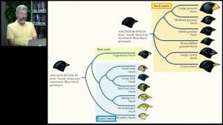 Biology 1001  Taxonomy and Classification 3 [upl. by Karol]