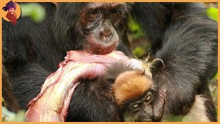 Hunting Moments By Chimpanzees Baboons And Macaques [upl. by Chiquia248]