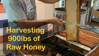 Harvesting 900lbs of Pure Raw Honey … In My Dining Room [upl. by Sillert]