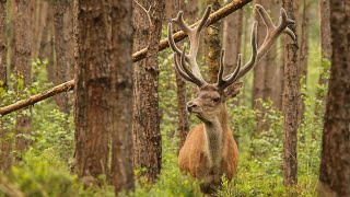 UNIEKE BEELDEN VAN HET WILD OP DE VELUWE [upl. by Nal]